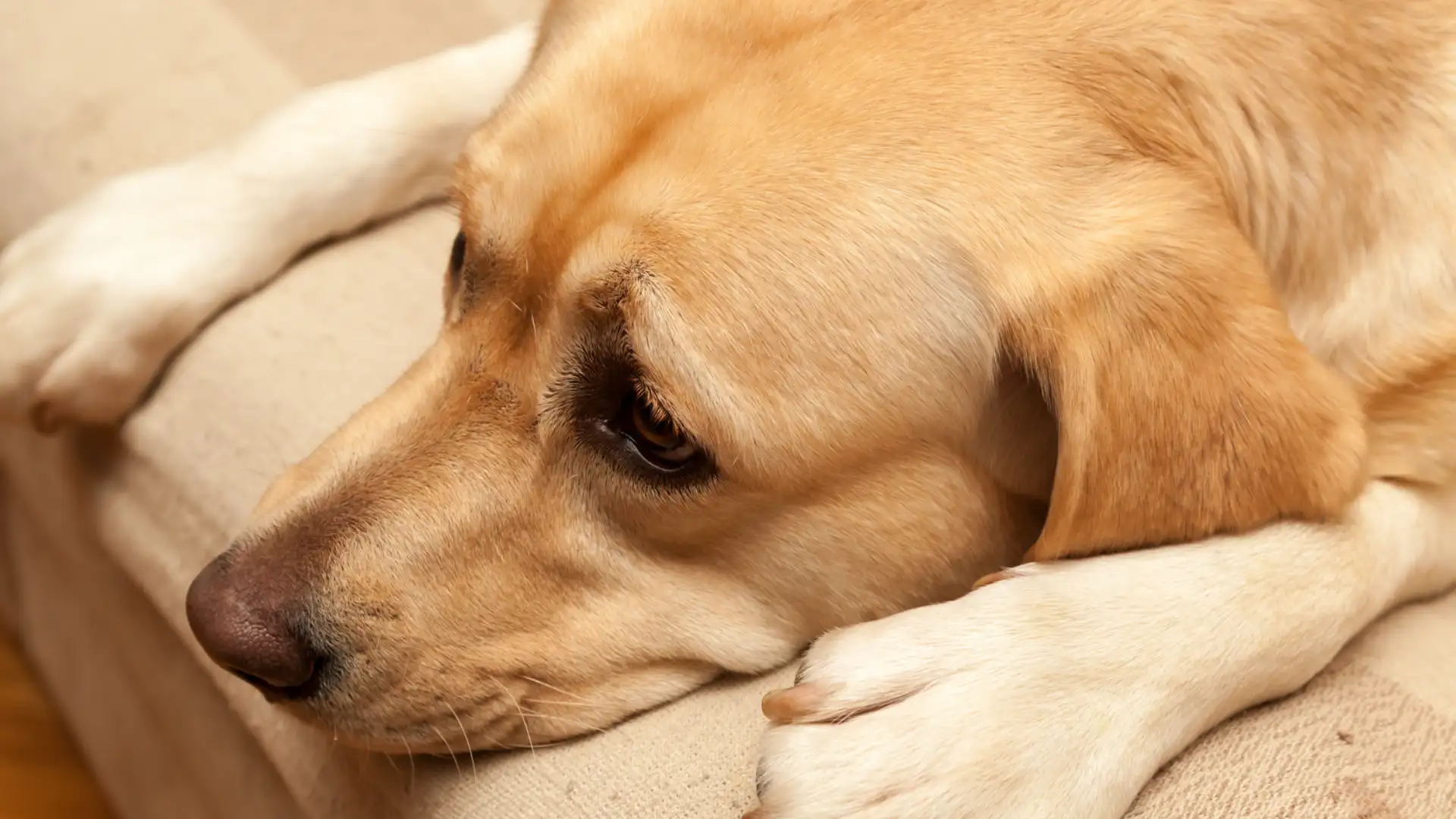 A Importância das Consultas Veterinárias Regulares para a Saúde dos Seus Pets